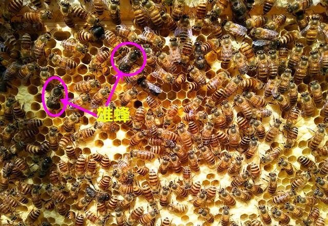 蜜蜂的社會結構是什么（蜜蜂的社會生活）