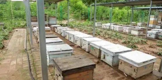 定地養蜂蜂場種哪些蜜源植物(種植蜜源植物定地養蜂模式介紹) 定地養蜂蜂場種哪些蜜源植物(種植蜜源植物定地養蜂模式介紹)