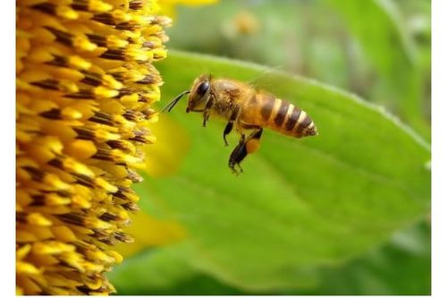 蜜蜂沒有王還能不能養(yǎng)成功(蜂群沒有蜂王怎么辦) 蜜蜂沒有王還能不能養(yǎng)成功(蜂群沒有蜂王怎么辦)
