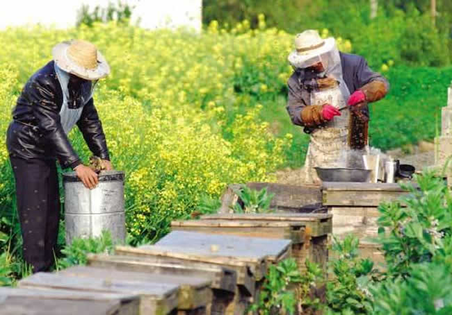 什么樣的蜂群不能采用標(biāo)準(zhǔn)活框蜂箱? 什么樣的蜂群不能采用標(biāo)準(zhǔn)活框蜂箱?