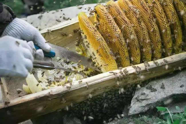 什么樣的蜂群不能采用標(biāo)準(zhǔn)活框蜂箱? 什么樣的蜂群不能采用標(biāo)準(zhǔn)活框蜂箱?