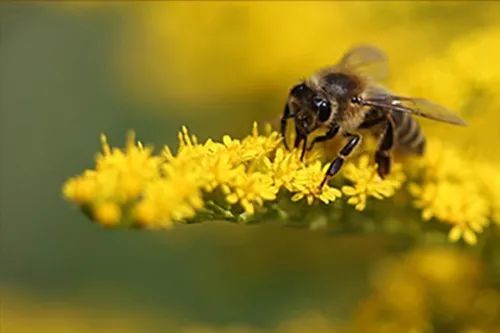 意蜂場地中蜂能交尾成功嗎(中蜂與意蜂的交配自然受精還是人工授精會有結果么) 意蜂場地中蜂能交尾成功嗎(中蜂與意蜂的交配自然受精還是人工授精會有結果么)