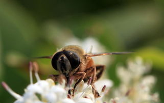 松丹一號春季發(fā)展快嗎(松丹一號蜂王春繁如何) 松丹一號春季發(fā)展快嗎(松丹一號蜂王春繁如何)
