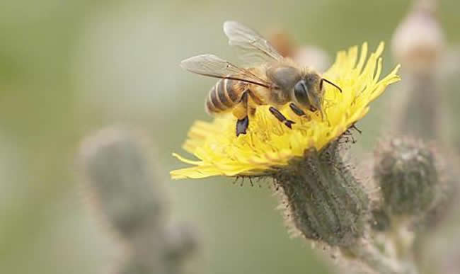如何誘捕別人家的蜜蜂到蜂箱來? 如何誘捕別人家的蜜蜂到蜂箱來?