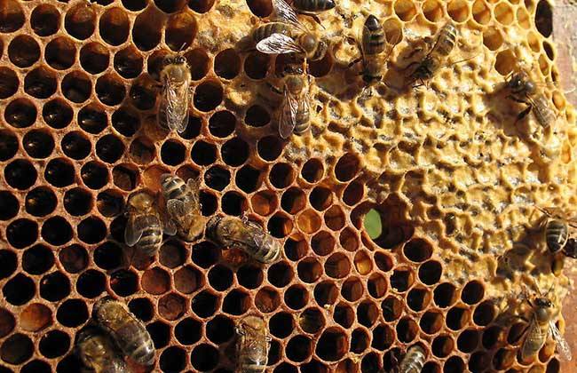 蜜蜂是怎么筑巢的? 蜜蜂是怎么筑巢的?