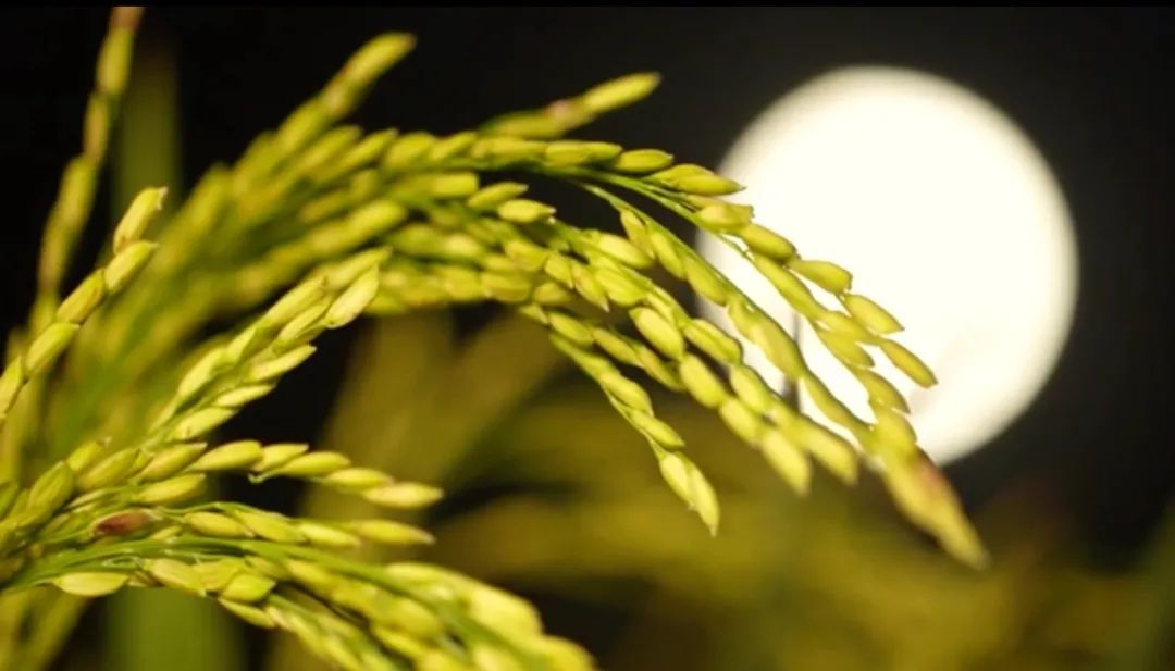 中秋的月亮沒看夠?高清美圖來了 沒看著中秋的月亮?高清美圖來了