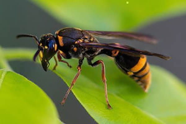 馬蜂蜇人后為什么會不死？被蜇了怎么辦？(附帶緊急處理方法)