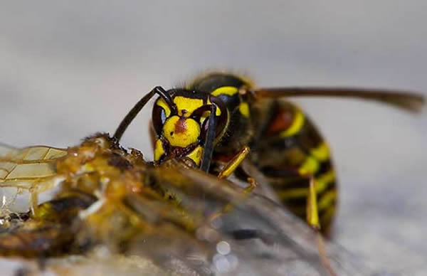 馬蜂蜇人后為什么會不死？被蜇了怎么辦？(附帶緊急處理方法)