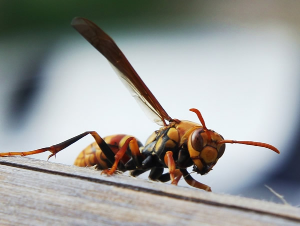 馬蜂蜇人后為什么會不死？被蜇了怎么辦？(附帶緊急處理方法)