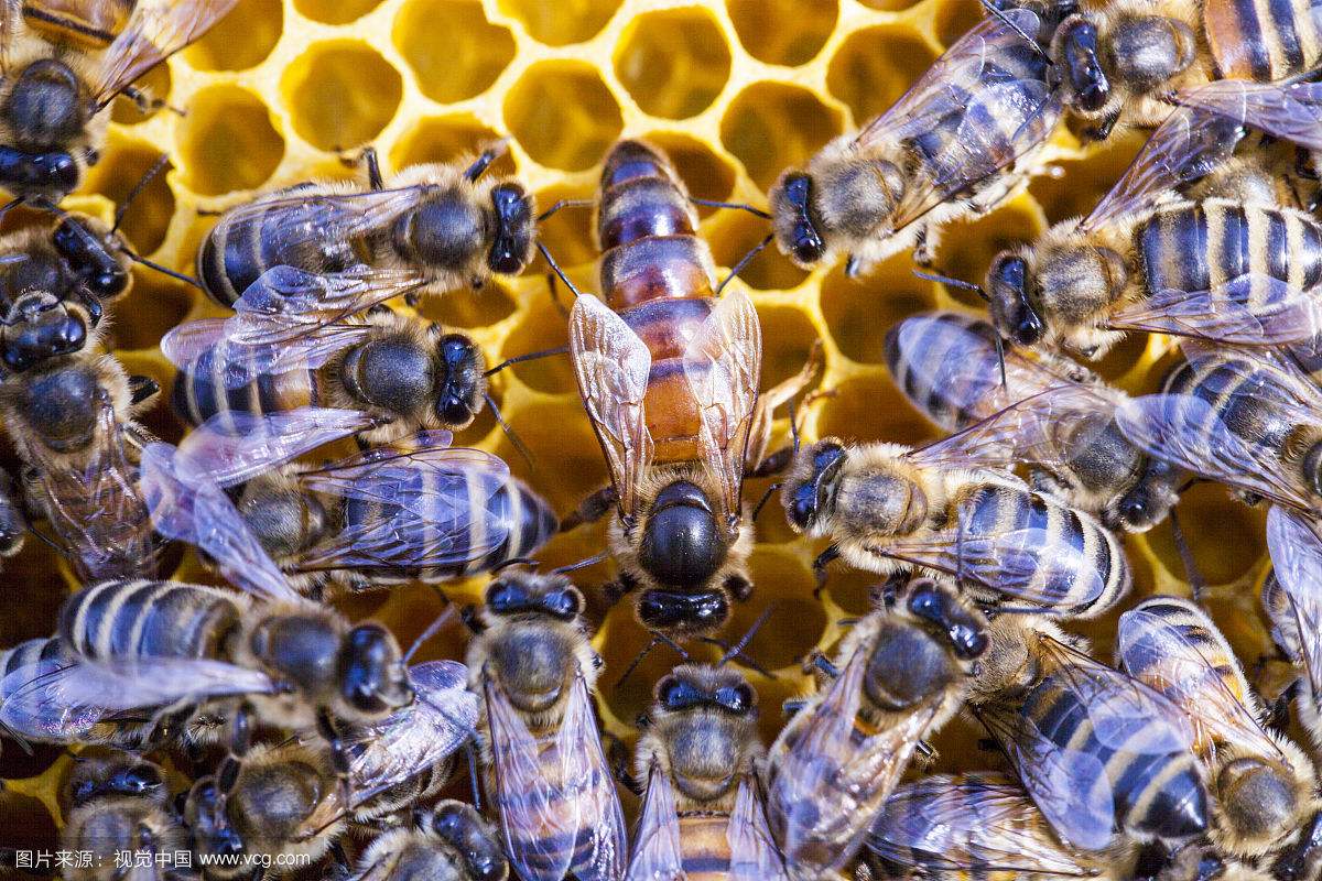 蜂群中的蜂王(蜂后)會飛嗎 蜂群中的蜂王(蜂后)會飛嗎