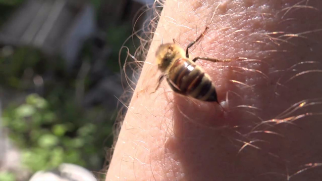 【蜜蜂知識】蜜蜂蟄了如何消腫止癢？