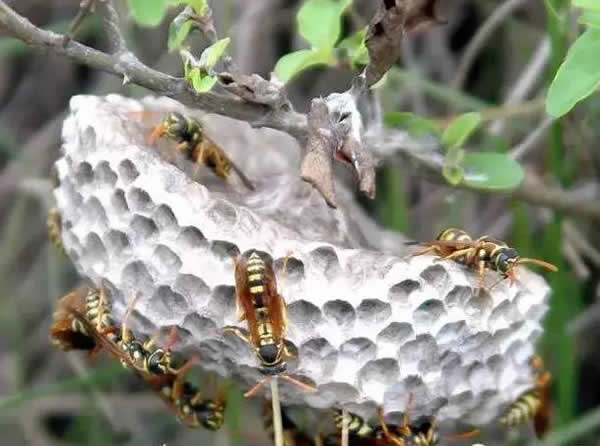手被馬蜂蜇了怎么辦？幾天消腫？(附帶怎么消腫止痛)
