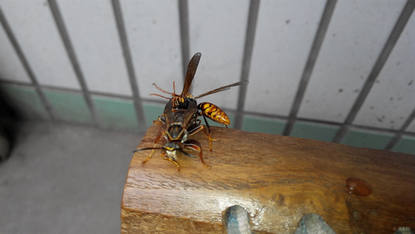 手被馬蜂蜇了怎么辦？幾天消腫？(附帶怎么消腫止痛)