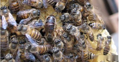 隧蜂是什么（隧蜂的特點(diǎn)）