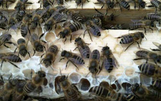 阿壩中蜂在西南養殖群勢怎么樣(阿壩中蜂高效養殖管理技術) 阿壩中蜂