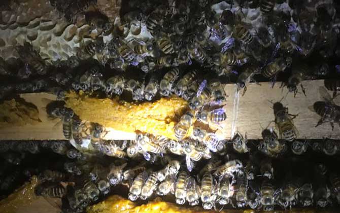 阿壩中蜂在西南養殖群勢怎么樣(阿壩中蜂高效養殖管理技術) 阿壩中蜂