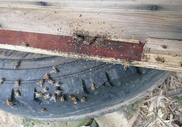 新手養(yǎng)蜜蜂最好什么時候養(yǎng)（新手養(yǎng)蜂十一忌，一般從什么季節(jié)開始）