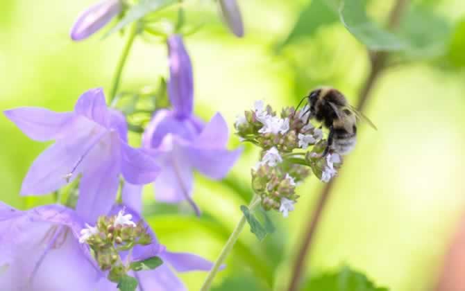 蜜蜂保溫布(覆布)的使用方法 蜜蜂保溫布(覆布)的使用方法