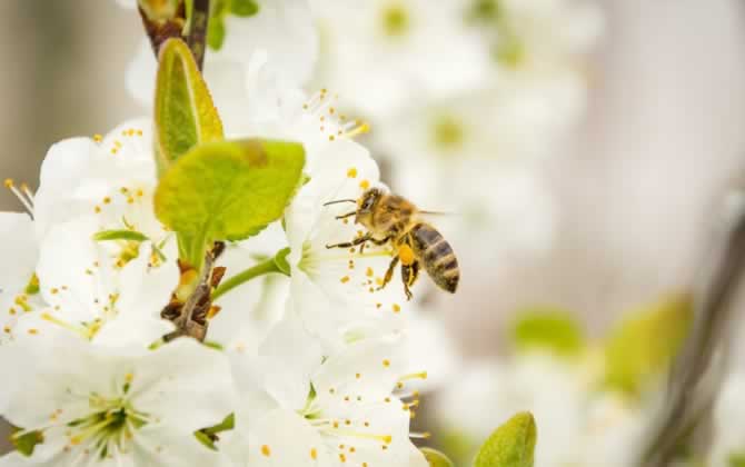 蜜蜂保溫布(覆布)的使用方法 蜜蜂保溫布(覆布)的使用方法