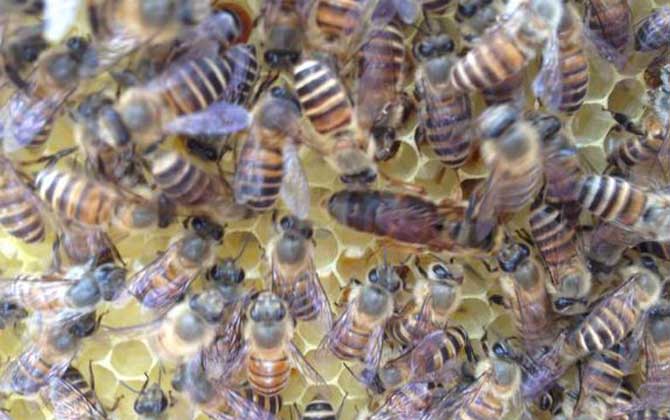 是所有蜜蜂都可以成為蜂王嗎(蜜蜂中的蜂王是什么蜂) 是所有蜜蜂都可以成為蜂王嗎(蜜蜂中的蜂王是什么蜂)