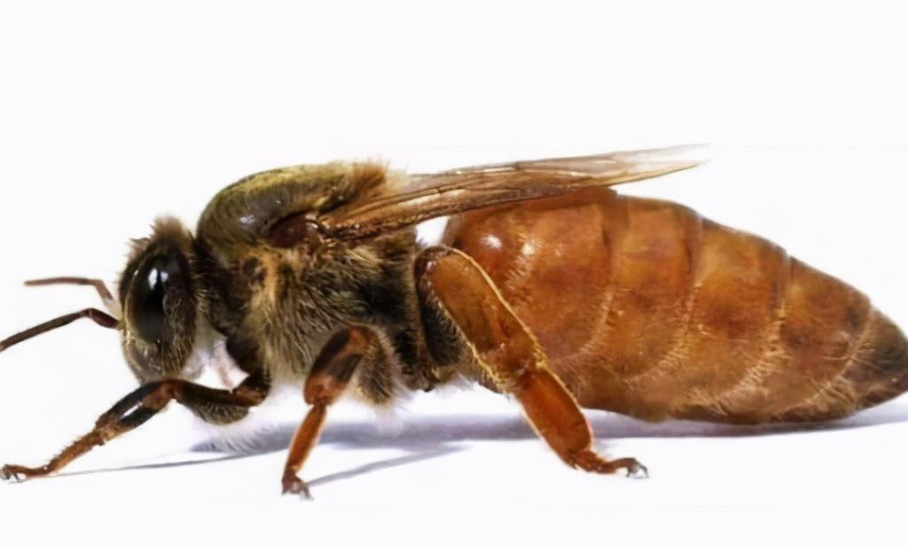 產雄蜂的王如何人工授精(蜂王人工授精技術視頻) 產雄蜂的王如何人工授精(蜂王人工授精技術視頻)