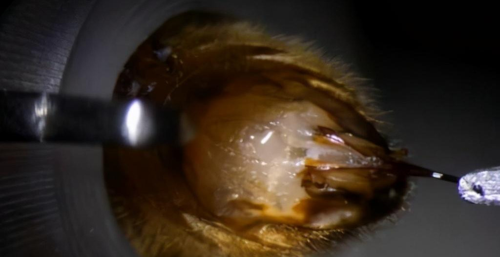 產雄蜂的王如何人工授精(蜂王人工授精技術視頻) 產雄蜂的王如何人工授精(蜂王人工授精技術視頻)