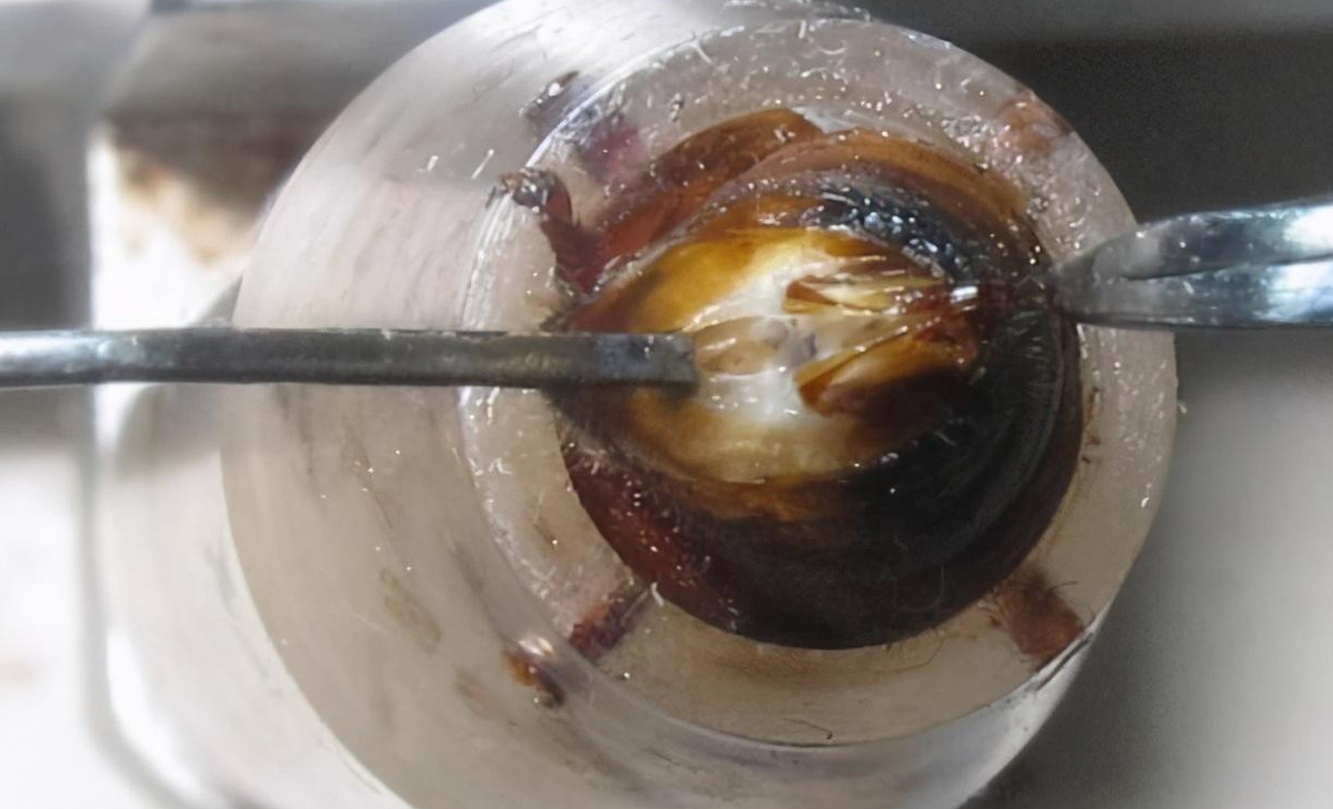 產雄蜂的王如何人工授精(蜂王人工授精技術視頻) 產雄蜂的王如何人工授精(蜂王人工授精技術視頻)