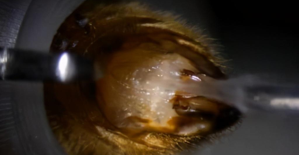 產雄蜂的王如何人工授精(蜂王人工授精技術視頻) 產雄蜂的王如何人工授精(蜂王人工授精技術視頻)