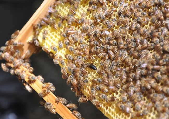 三步教你入門養蜂 三步教你入門養蜂