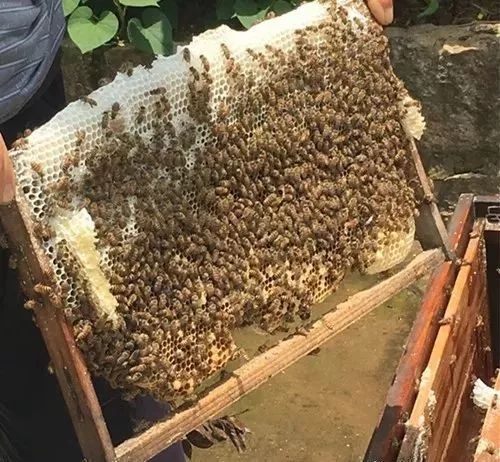 蜜蜂過箱技術(shù)要點(diǎn)(養(yǎng)蜂過箱步驟圖及蜜蜂過箱成功的表現(xiàn)) 蜜蜂過箱技術(shù)要點(diǎn)(養(yǎng)蜂過箱步驟圖及蜜蜂過箱成功的表現(xiàn))