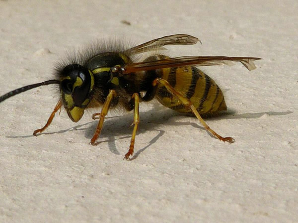 馬蜂的特征有哪些（馬蜂的外形特點和生活特征）