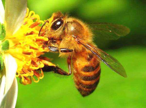 【蜜蜂知識】蜜蜂蜇了怎么消腫止癢 蜜蜂蜇了怎么消腫止癢