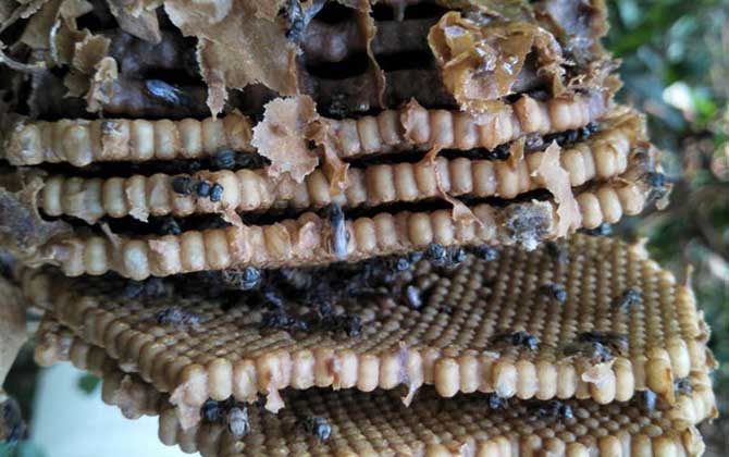 酸蜂蜜的營養價值(酸蜂蜜的藥用價值) 酸蜂蜜的營養價值(酸蜂蜜的藥用價值)