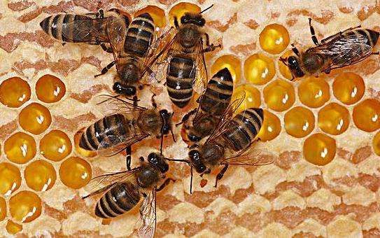 蜂王和工蜂同時(shí)產(chǎn)卵怎么辦(有蜂王工蜂產(chǎn)卵怎么辦) 蜂王和工蜂同時(shí)產(chǎn)卵怎么辦(有蜂王工蜂產(chǎn)卵怎么辦)