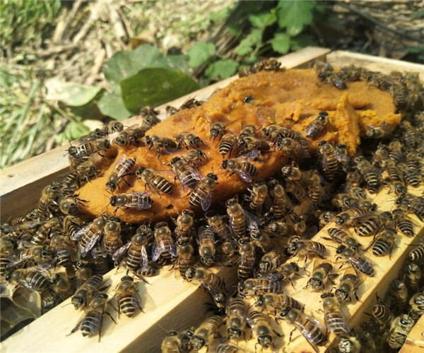 蜂王和工蜂同時(shí)產(chǎn)卵怎么辦(有蜂王工蜂產(chǎn)卵怎么辦) 蜂王和工蜂同時(shí)產(chǎn)卵怎么辦(有蜂王工蜂產(chǎn)卵怎么辦)