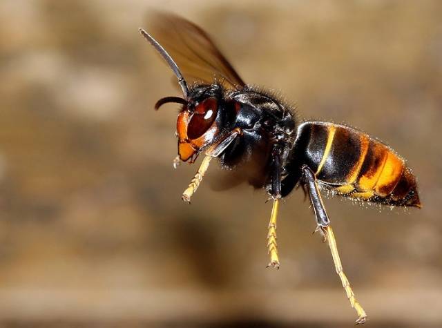 黃腳胡蜂是什么蜂（黃腳胡蜂的生活習(xí)性及特征）