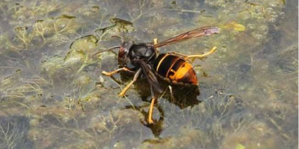 黃腳胡蜂是什么蜂（黃腳胡蜂的生活習(xí)性及特征）