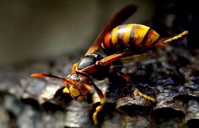 馬蜂怕什么（馬蜂的自然天敵和驅(qū)趕方法）