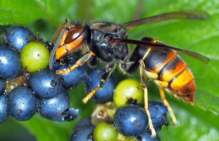 馬蜂怕什么（馬蜂的自然天敵和驅(qū)趕方法）