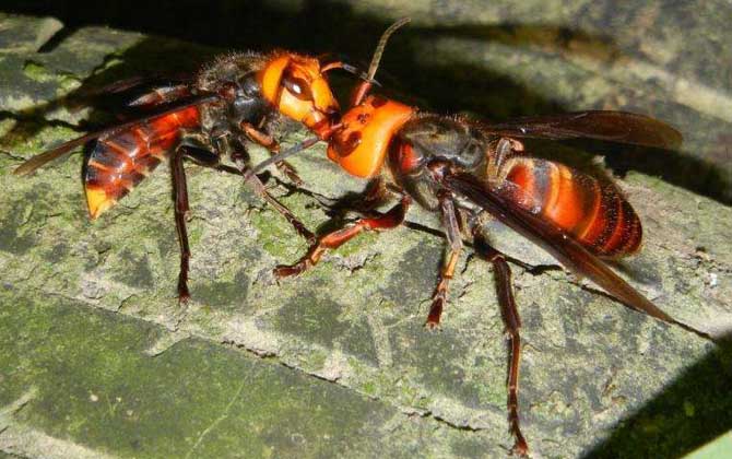 中國(guó)大虎頭蜂多少錢(qián)一只（中國(guó)大虎頭蜂有哪些習(xí)性？）