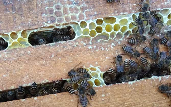 一群中蜂多少錢 一群中蜂多少錢