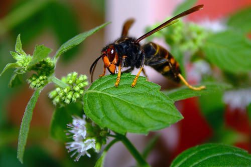 中國(guó)大虎頭蜂怎樣過(guò)冬（冬天怎樣養(yǎng)虎頭蜂）