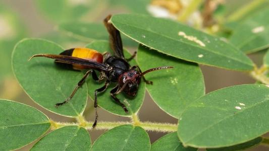 中國(guó)大虎頭蜂怎樣過(guò)冬（冬天怎樣養(yǎng)虎頭蜂）