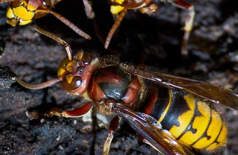 馬蜂最怕三種藥(什么藥是馬蜂的克星) 馬蜂最怕三種藥(什么藥是馬蜂的克星)
