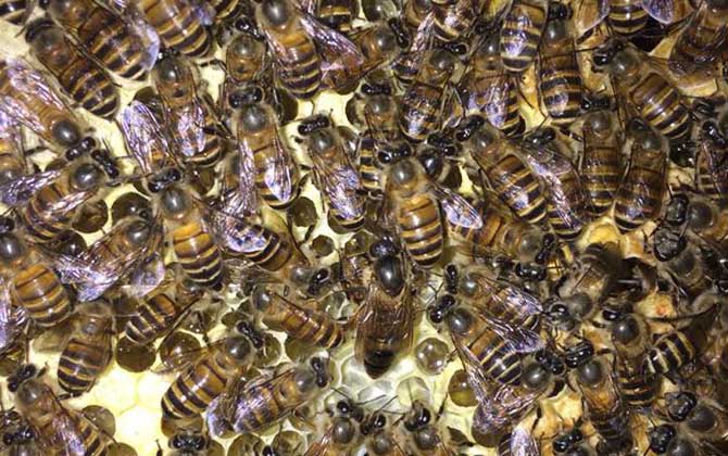 新手養(yǎng)蜂怎樣識別新老蜂王(新蜂王和老蜂王怎么識別) 新手養(yǎng)蜂怎樣識別新老蜂王(新蜂王和老蜂王怎么識別)