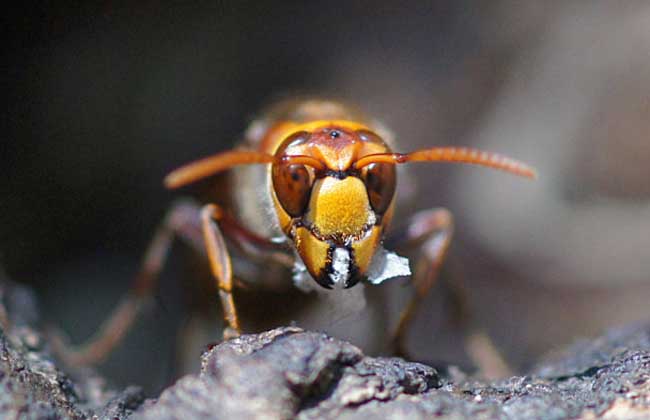 虎頭蜂和蜜蜂誰厲害（虎頭蜂有多狠？)