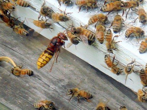 虎頭蜂和蜜蜂誰厲害（虎頭蜂有多狠？)