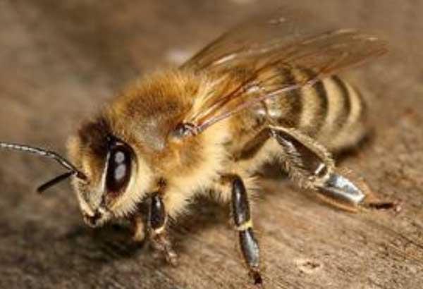 養(yǎng)蜂十二月技術(shù)要領(lǐng)（一年十二個月養(yǎng)蜂技術(shù)經(jīng)驗總結(jié)）