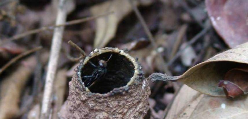 酸蜂能人工養殖嗎(酸蜂人工養殖技術) 酸蜂能人工養殖嗎(酸蜂人工養殖技術)