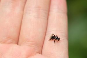 酸蜂能人工養殖嗎(酸蜂人工養殖技術) 酸蜂能人工養殖嗎(酸蜂人工養殖技術)